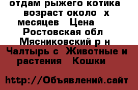отдам рыжего котика .возраст около 3х месяцев › Цена ­ 1 - Ростовская обл., Мясниковский р-н, Чалтырь с. Животные и растения » Кошки   